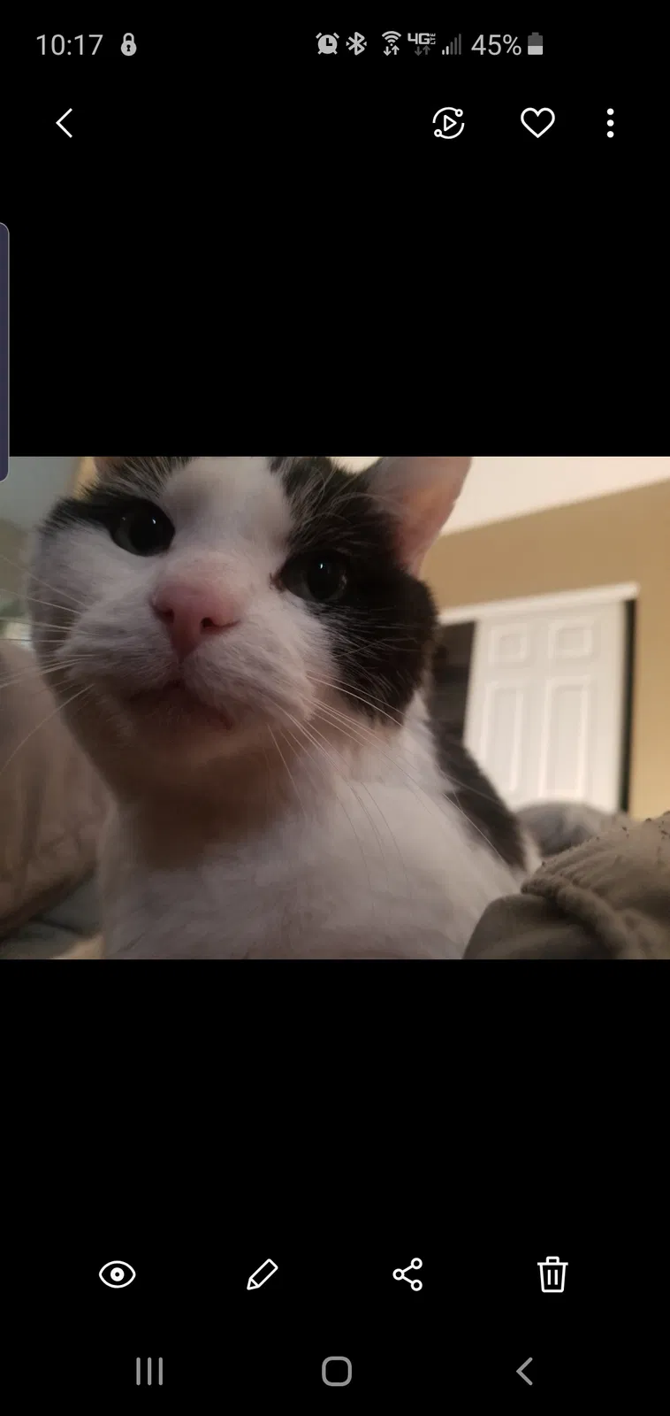 Lost cat in Thornton, CO, 80241