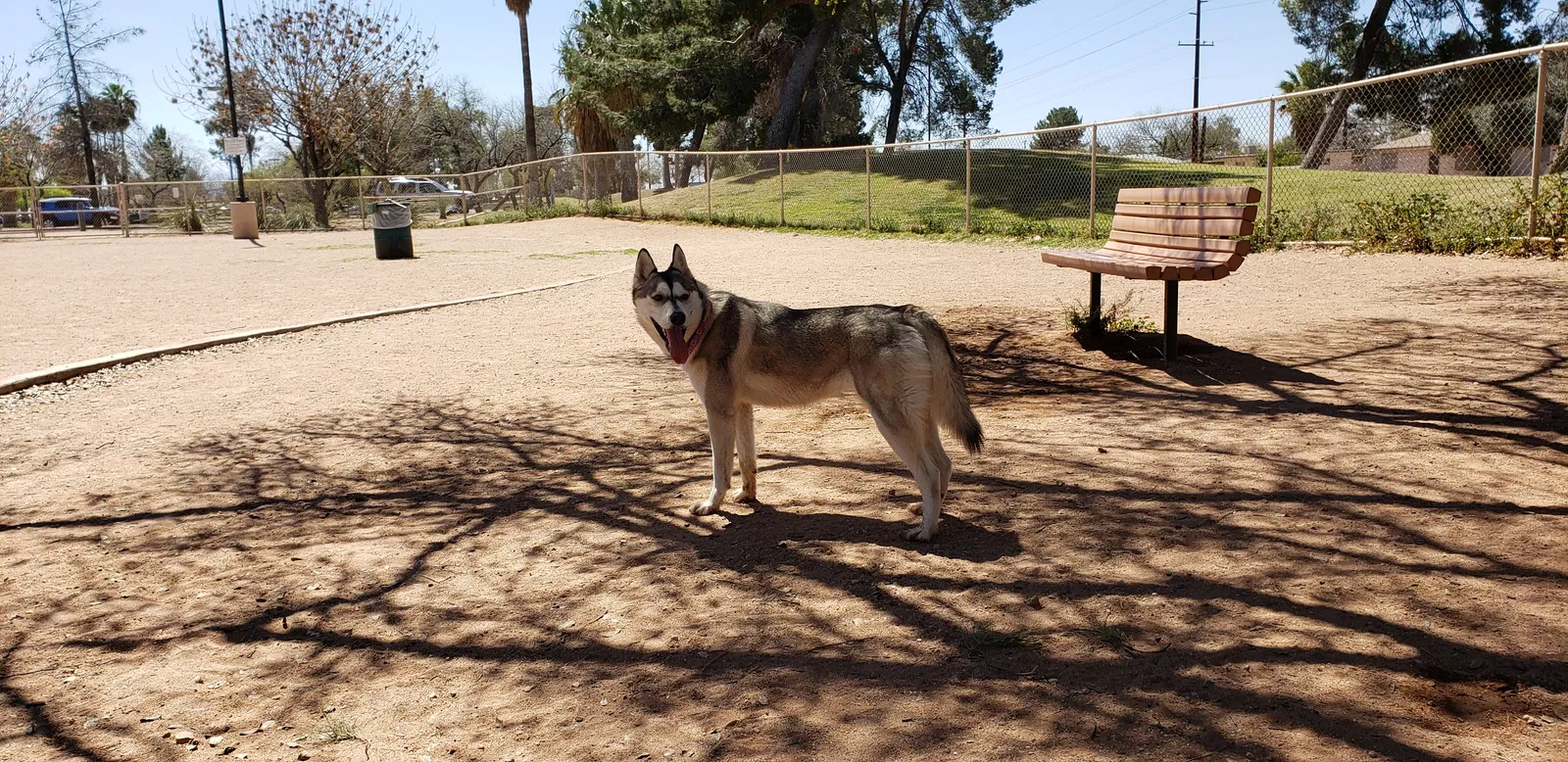 Lost dog in Tucson, AZ, 85706