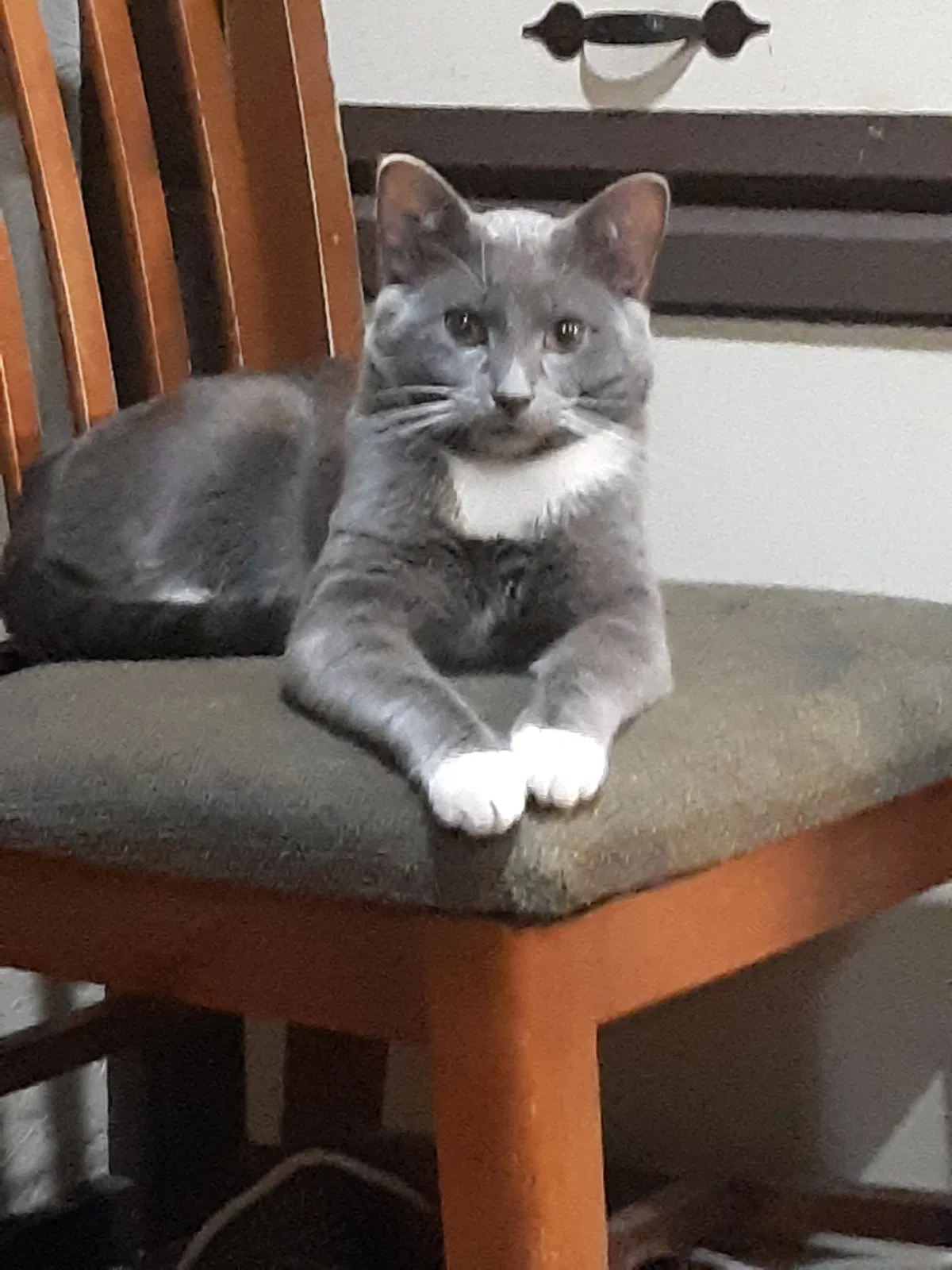 Lost cat in Marietta, GA, 30066