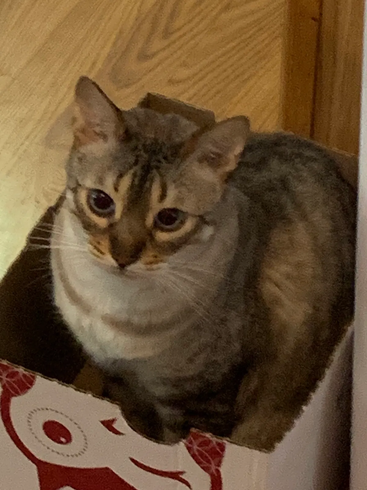 Lost cat in Wilmington, NC, 28409
