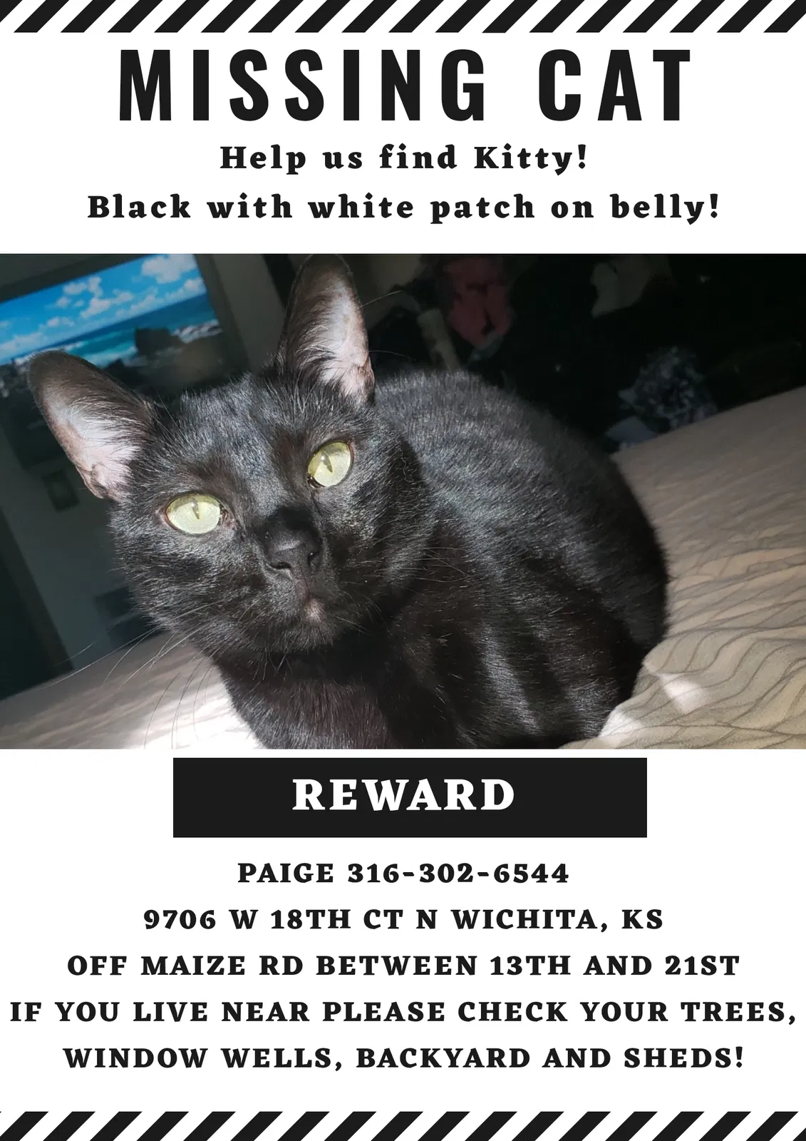 Lost cat in Wichita, KS, 67212