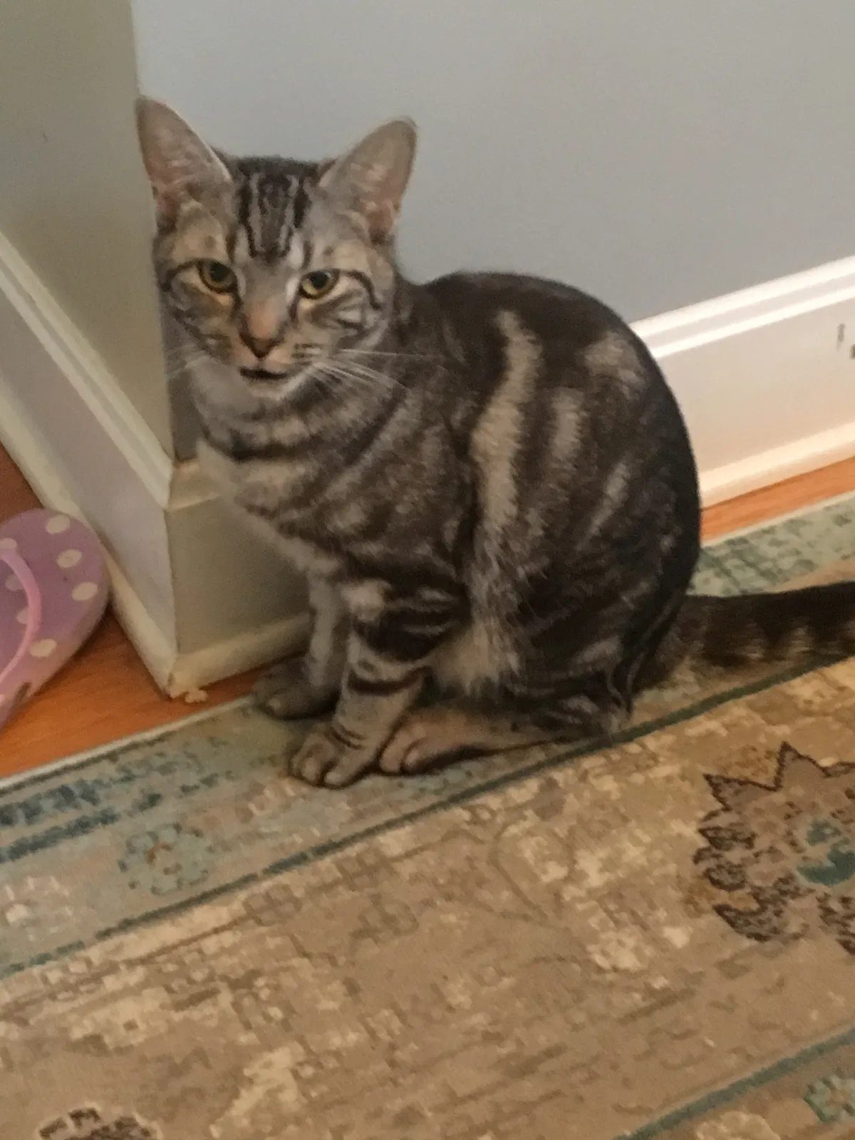 Lost cat in Shelbyville, KY, 40065
