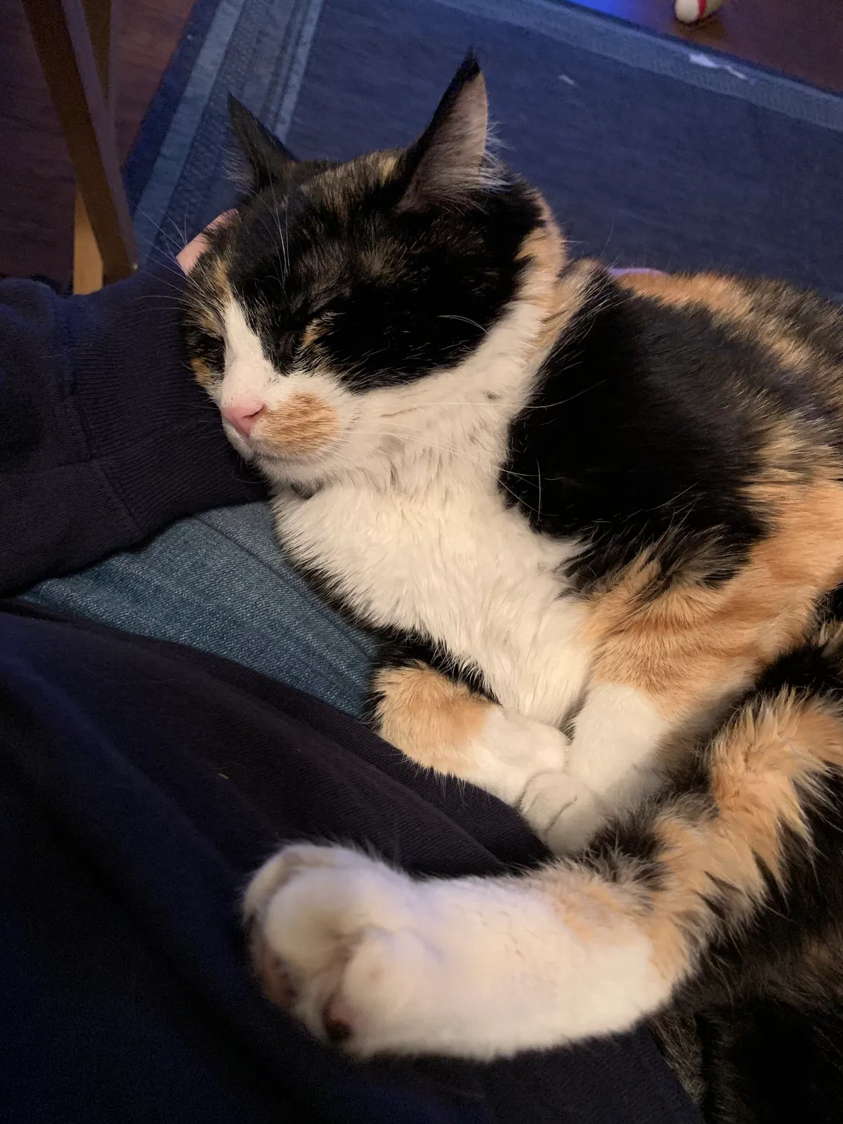 Lost cat in Unknown, TX, 75036