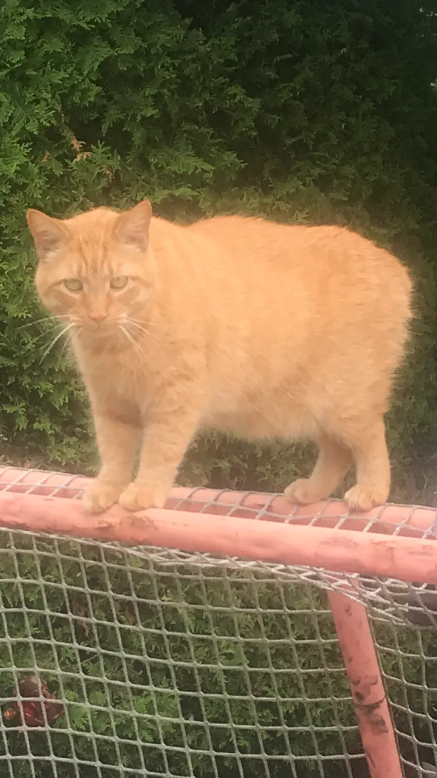 Lost cat in Buffalo, NY, 14221