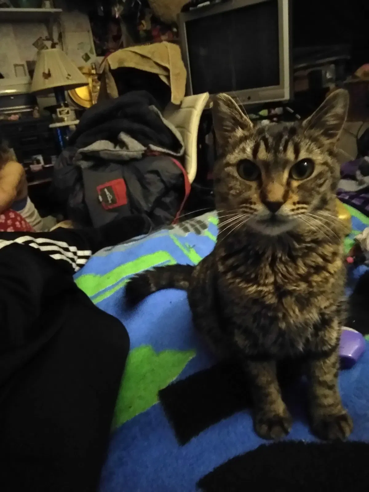 Lost cat in Gold Bar, WA, 98251