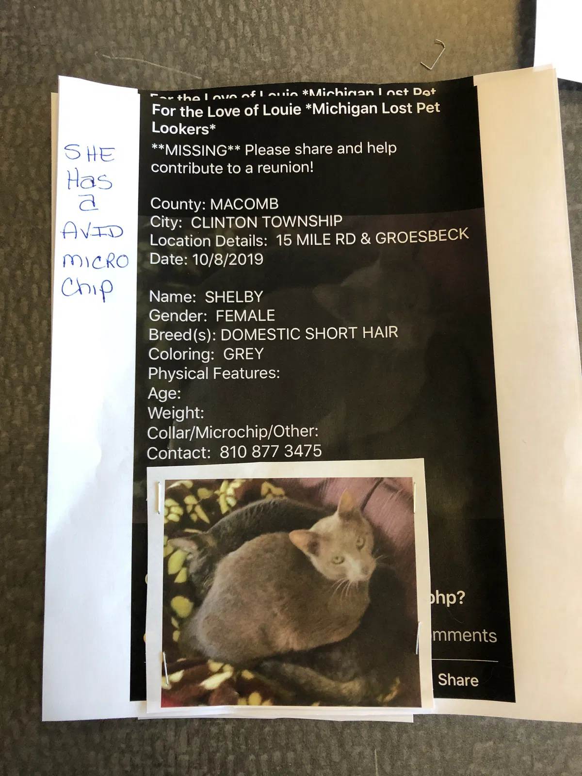Lost cat in Clinton Township, MI, 48035
