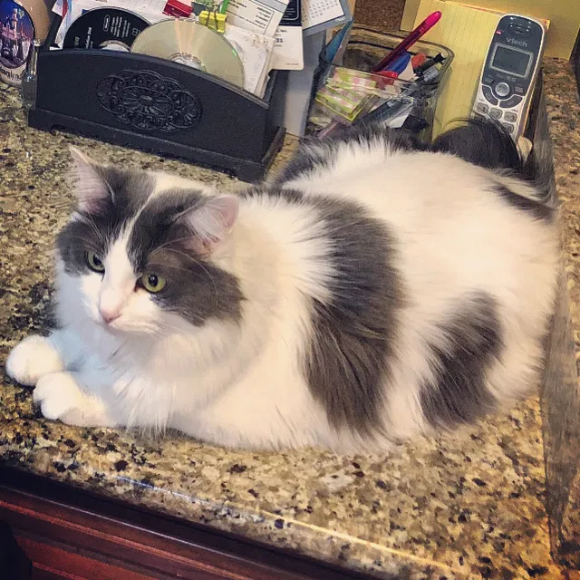 Lost cat in Pleasant Grove, UT, 84062