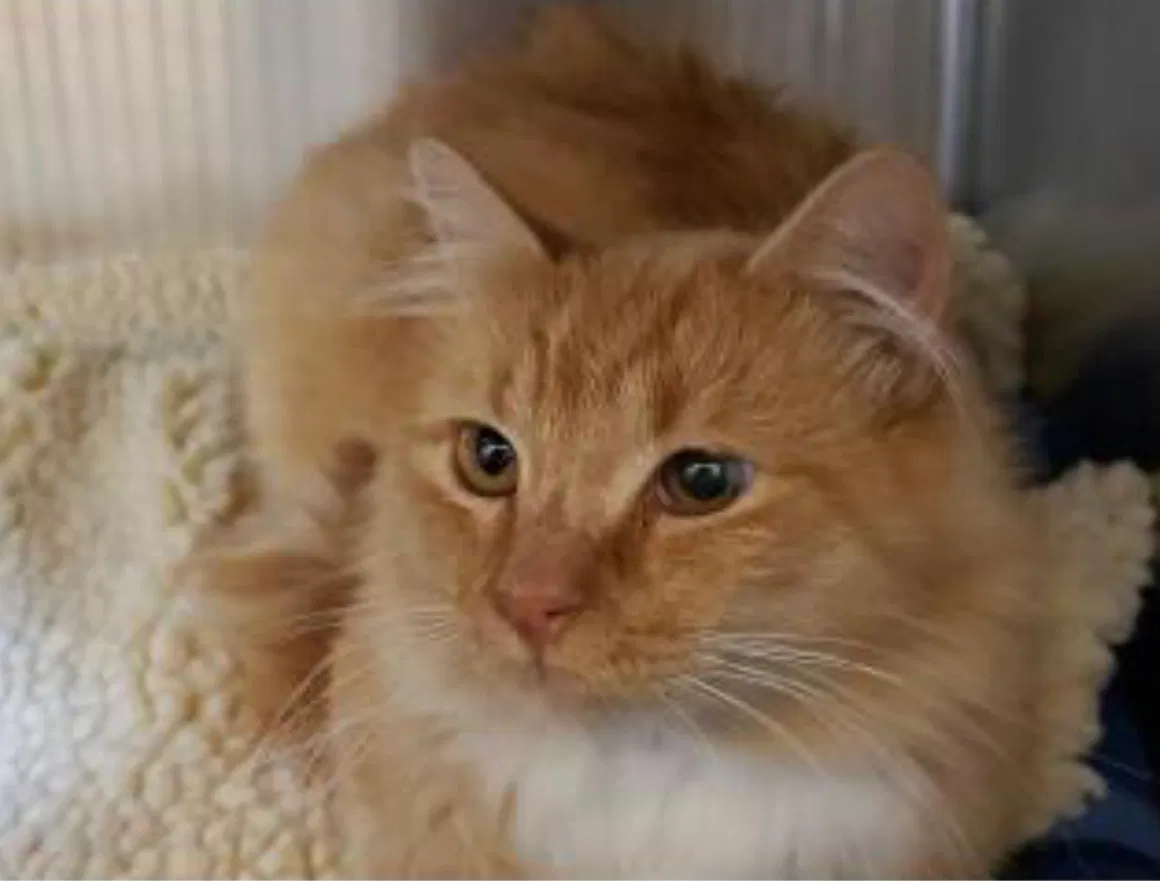 Lost cat in Concord, CA, 94518