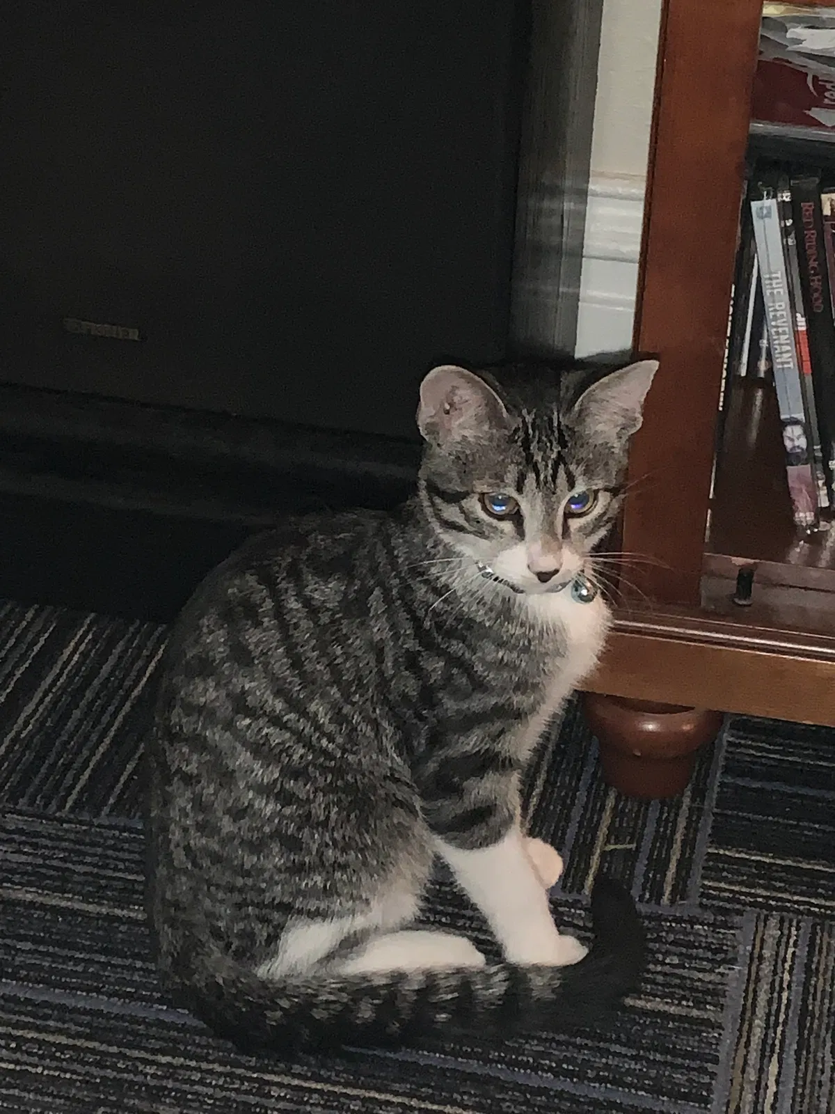 Lost cat in Denver, CO, 80205