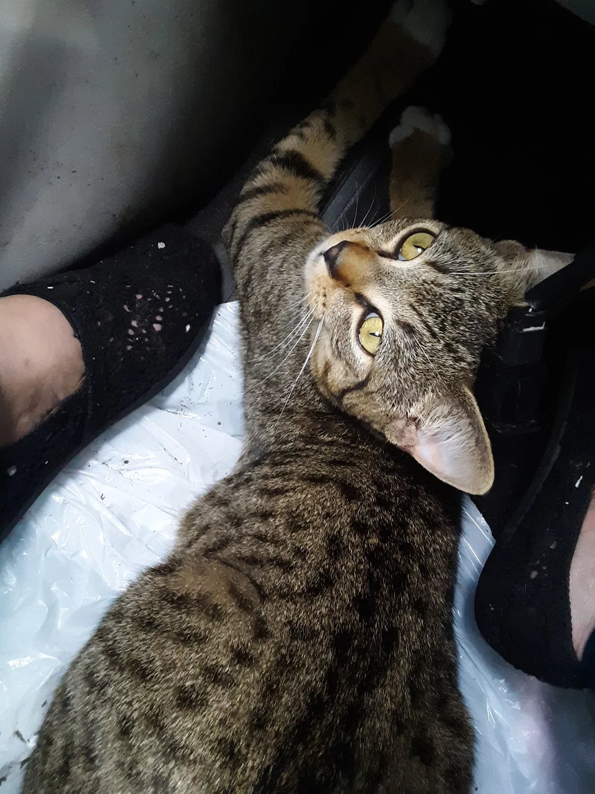 Lost cat in Kingston, WA, 98346