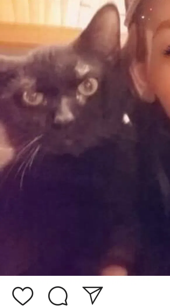 Lost cat in Bedford, IN, 47421