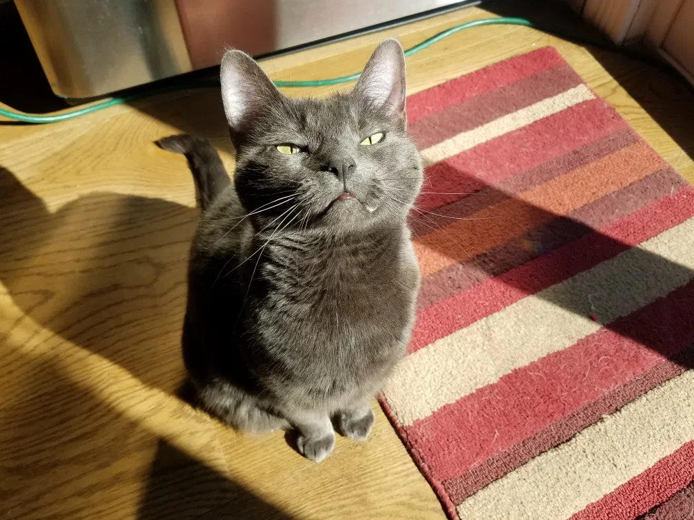 Lost cat in Lapeer, MI, 48446