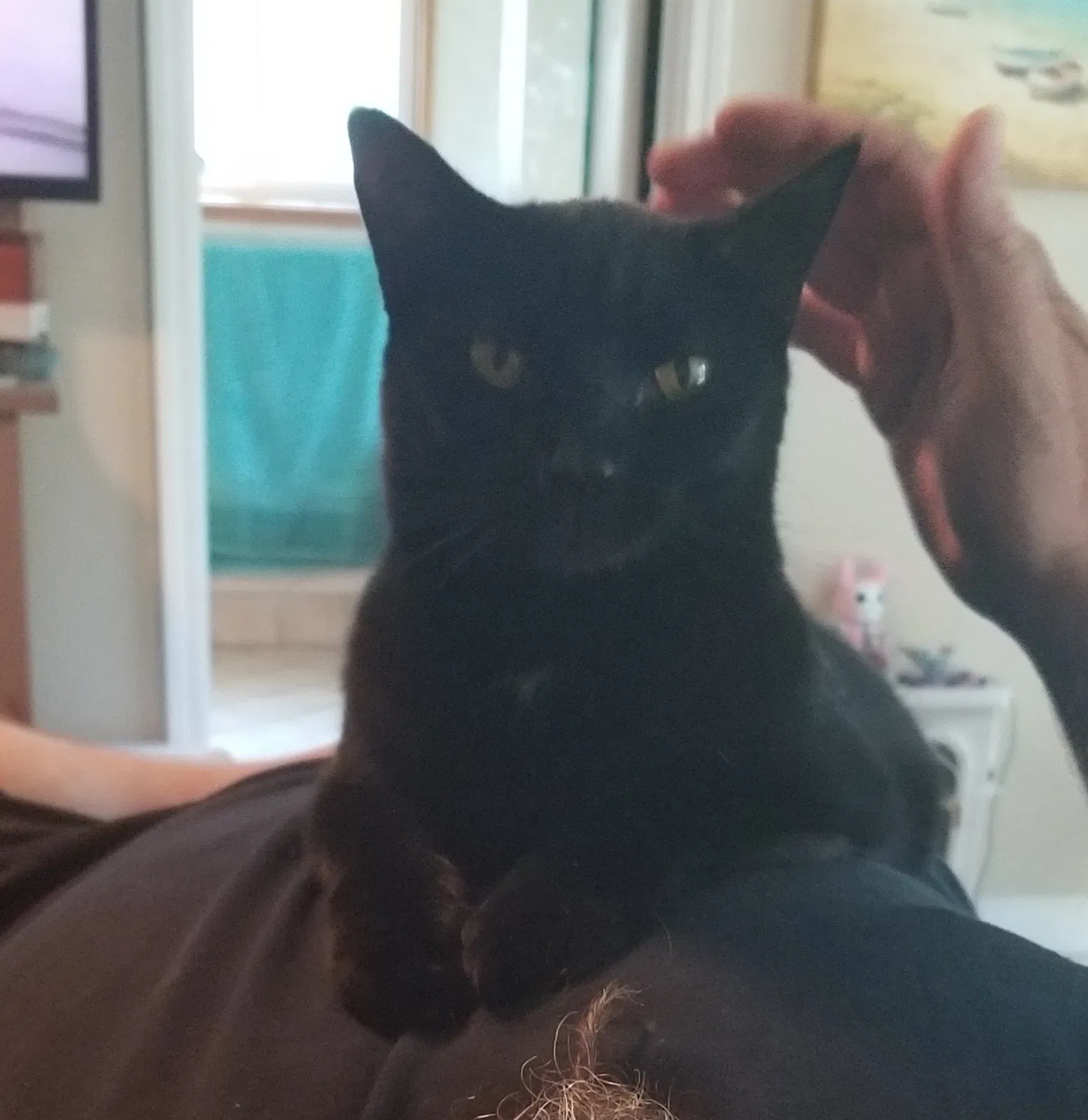 Lost cat in Charlotte, NC, 28277