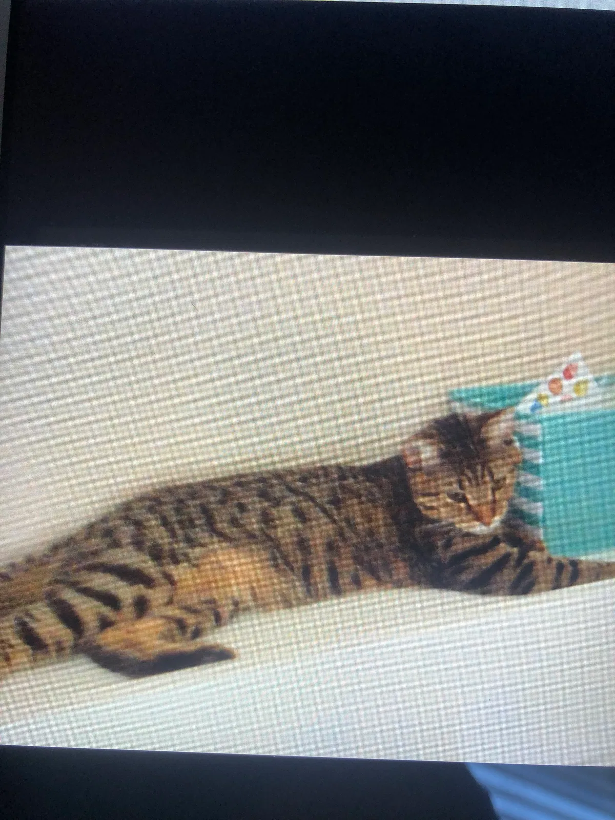 Lost cat in Grand Prairie, TX, 75054
