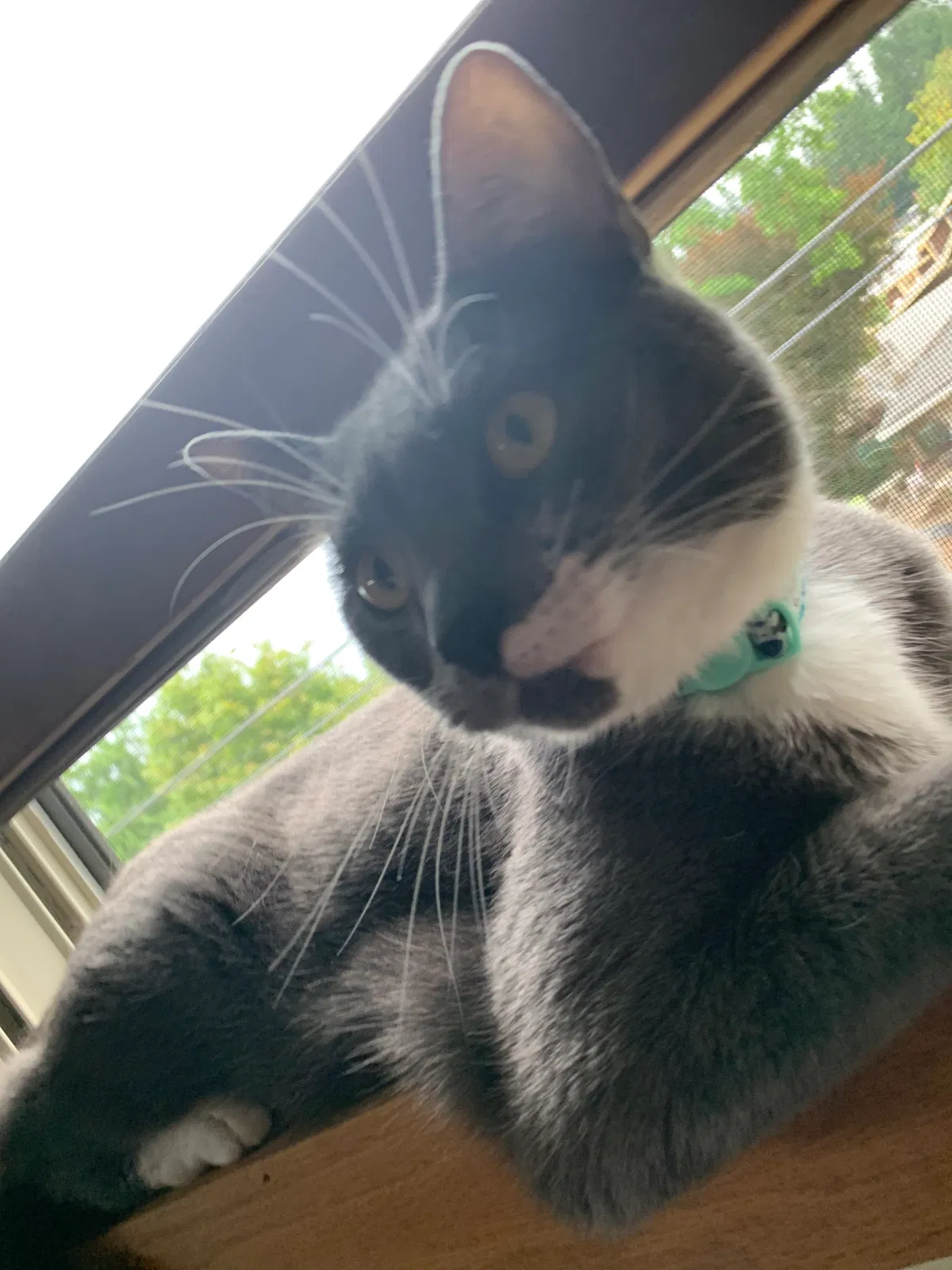 Lost cat in Eugene, OR, 97401