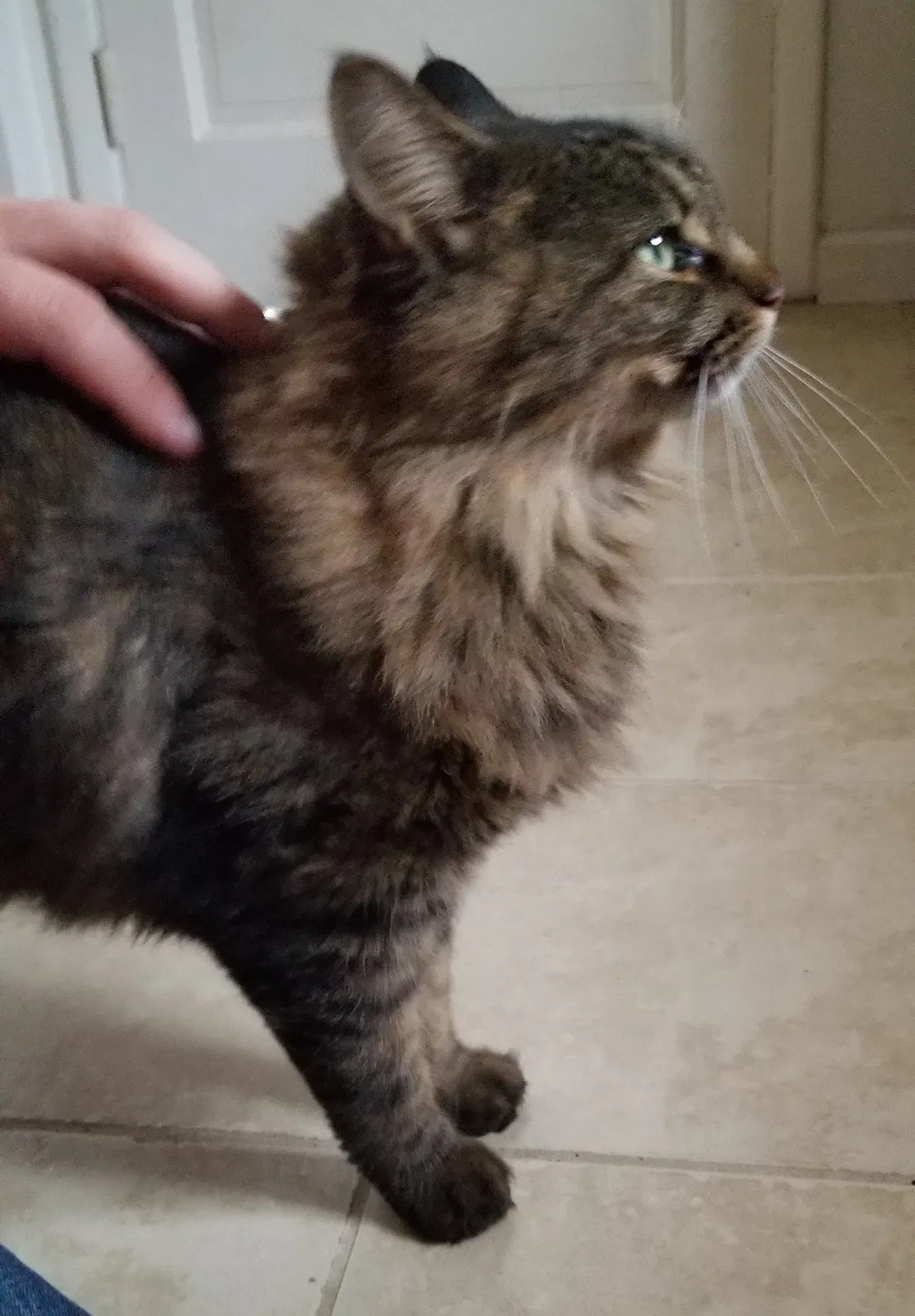 Lost cat in Pittsburgh, PA, 15235