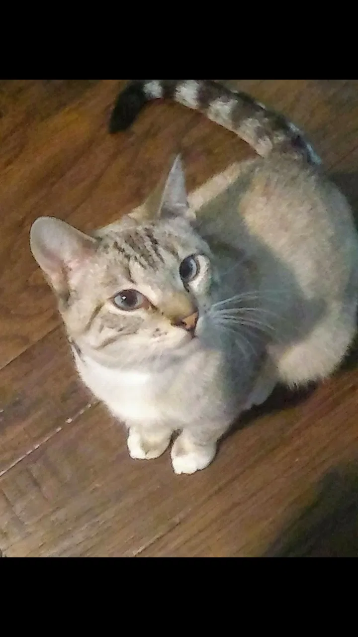 Lost cat in Kansas City, MO, 64156