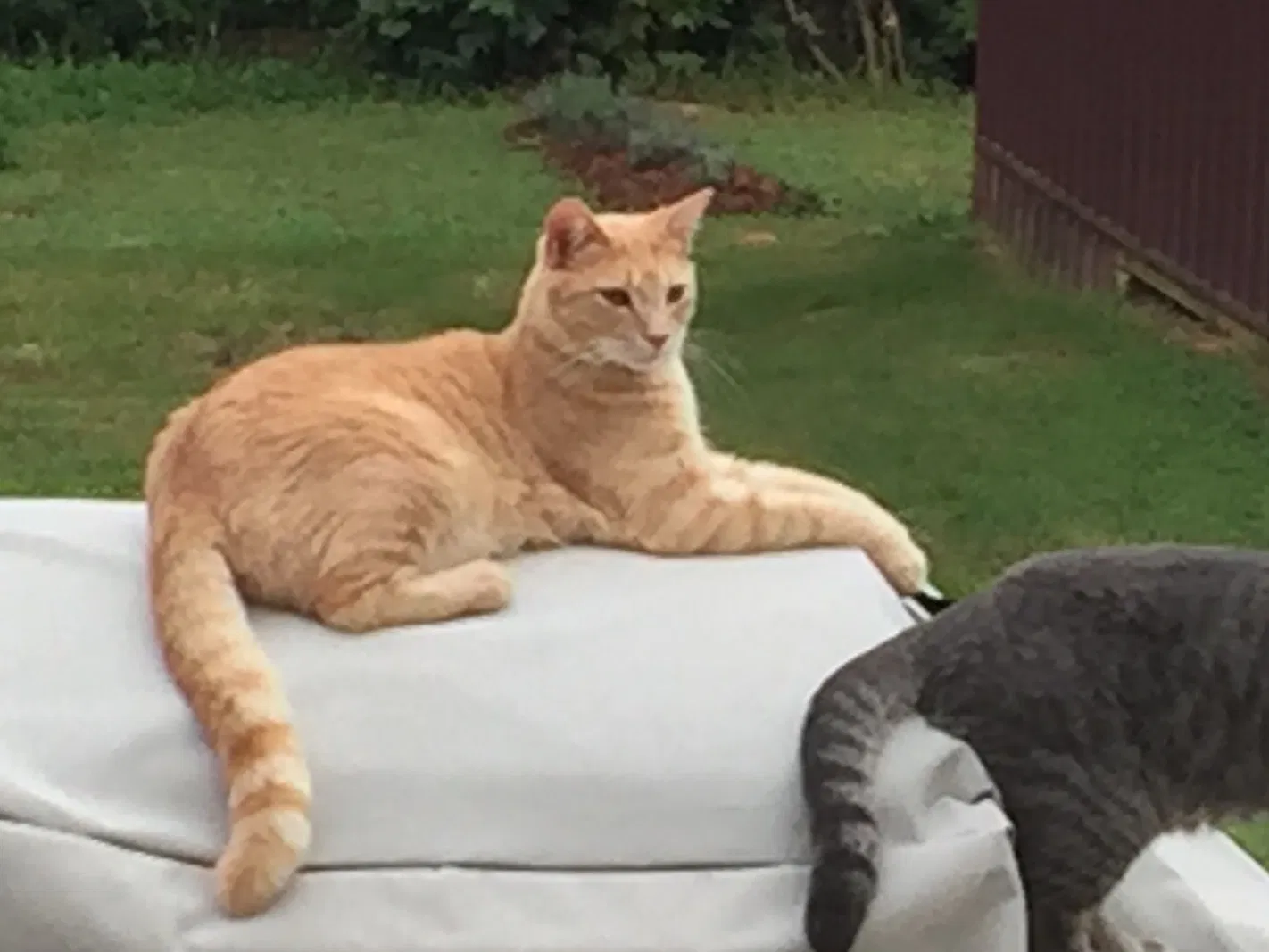 Lost cat in Belews Creek, NC, 27009