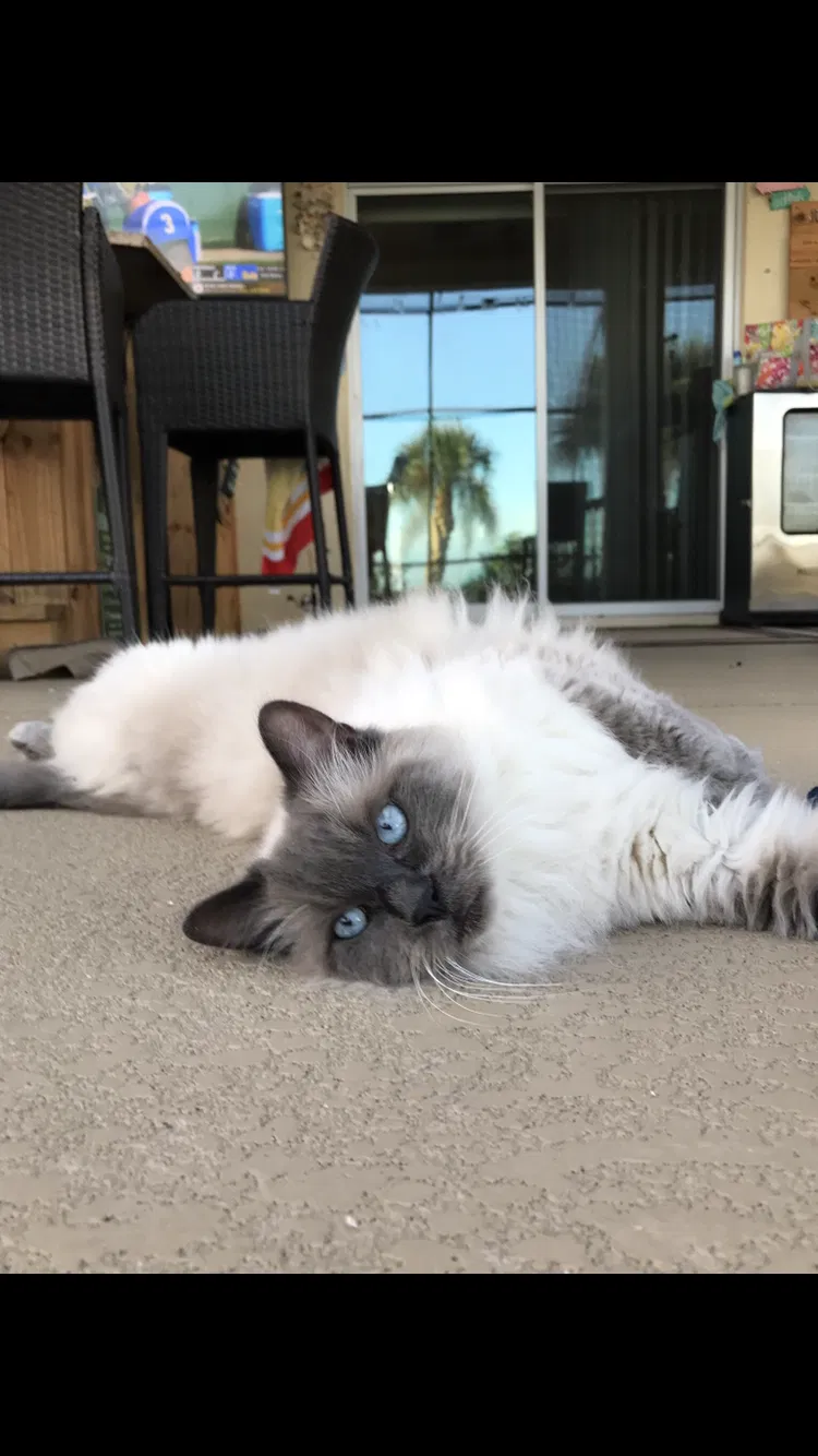 Lost cat in Palm Bay, FL, 32907