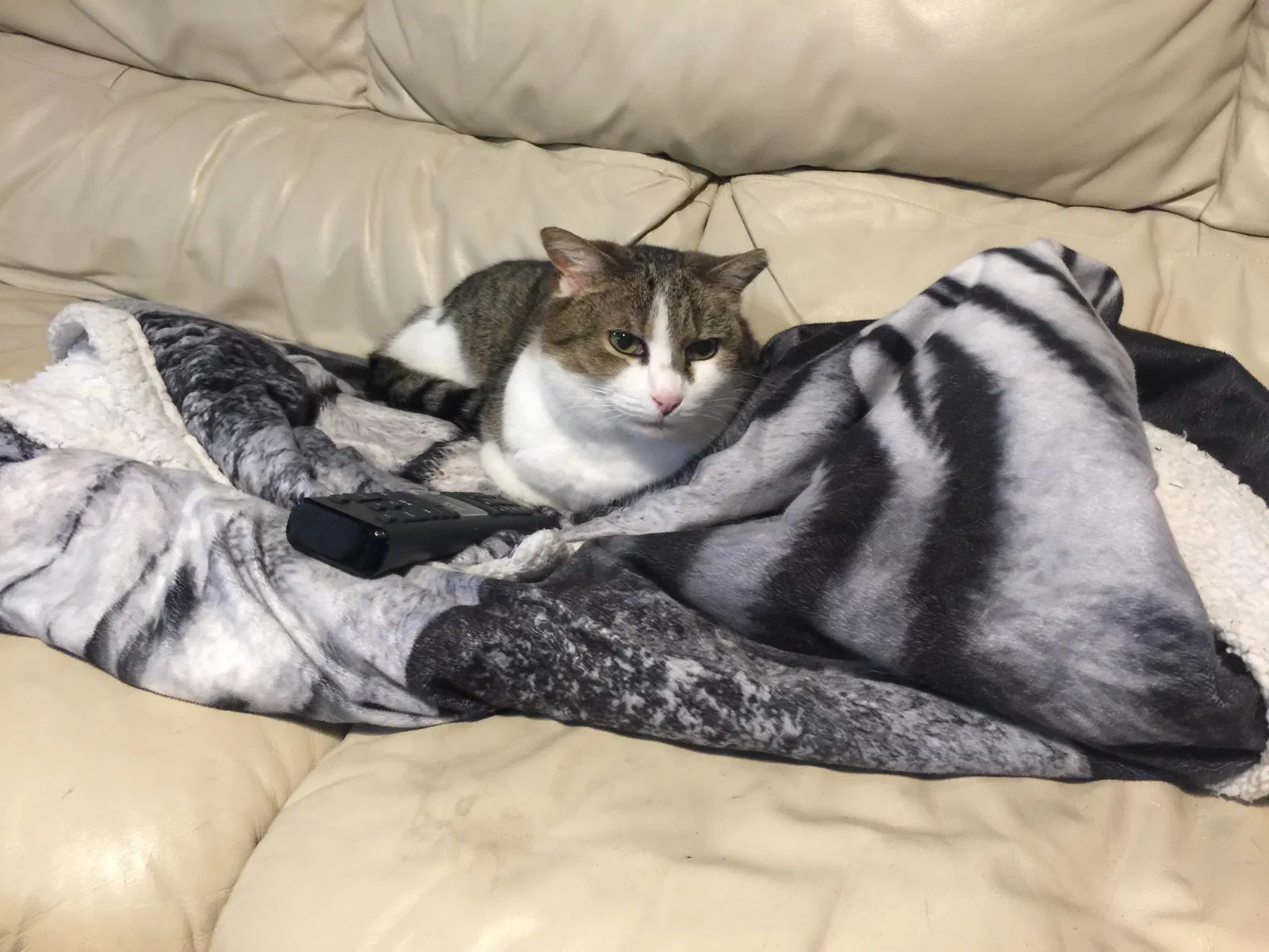 Lost cat in Ypsilanti, MI, 48198