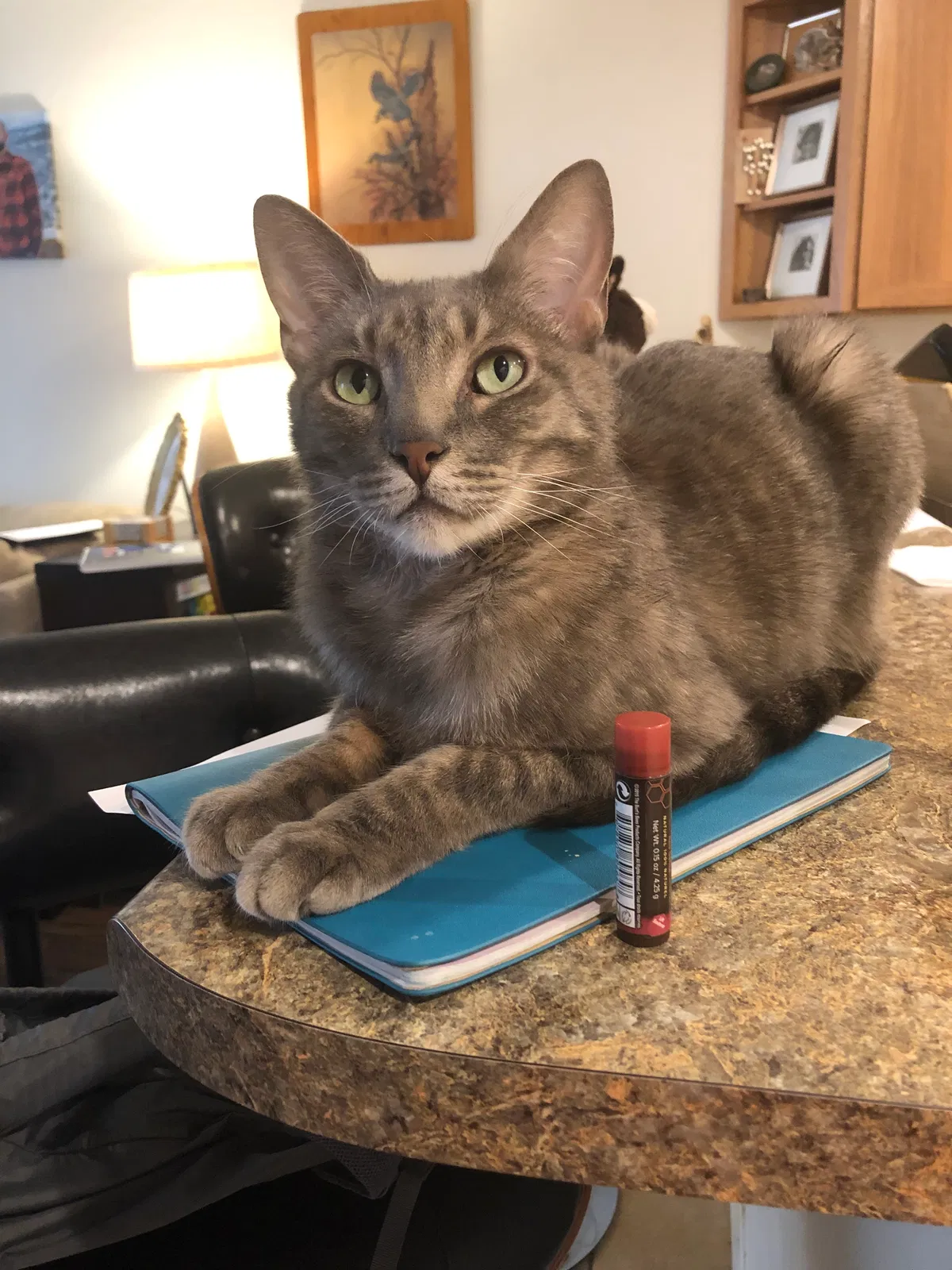 Lost cat in Durango, CO, 81301