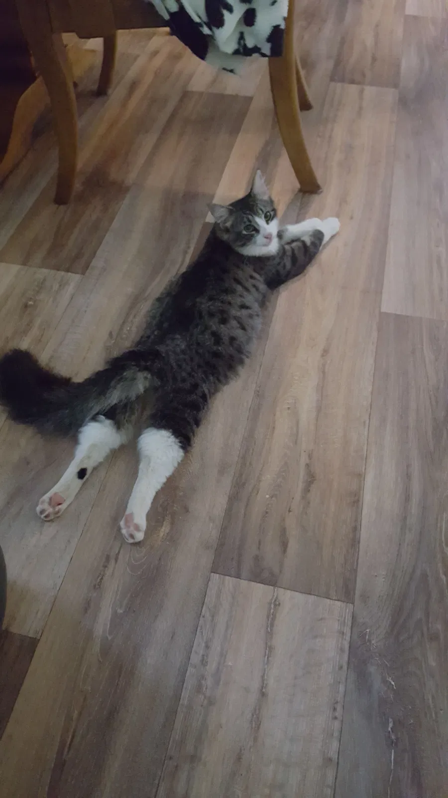 Lost cat in Sumas, WA, 98295