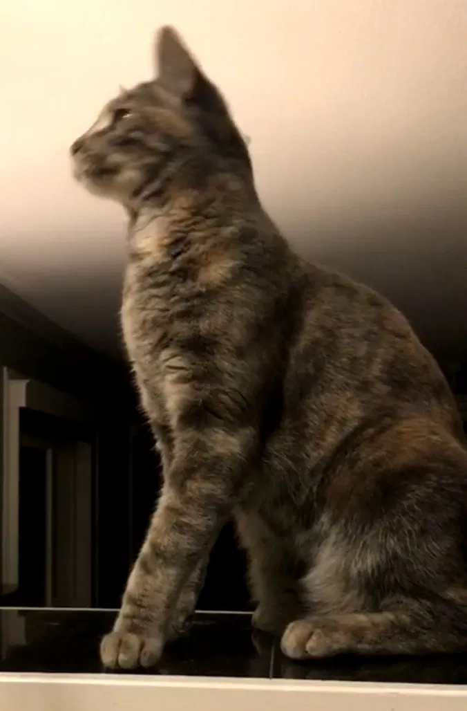 Lost cat in Atherton, CA, 94027