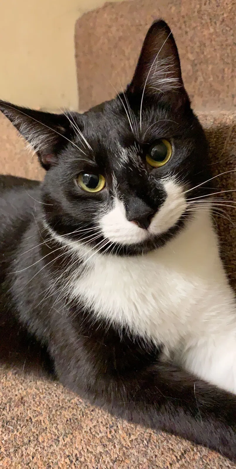Lost cat in Gwynn Oak, MD, 21207