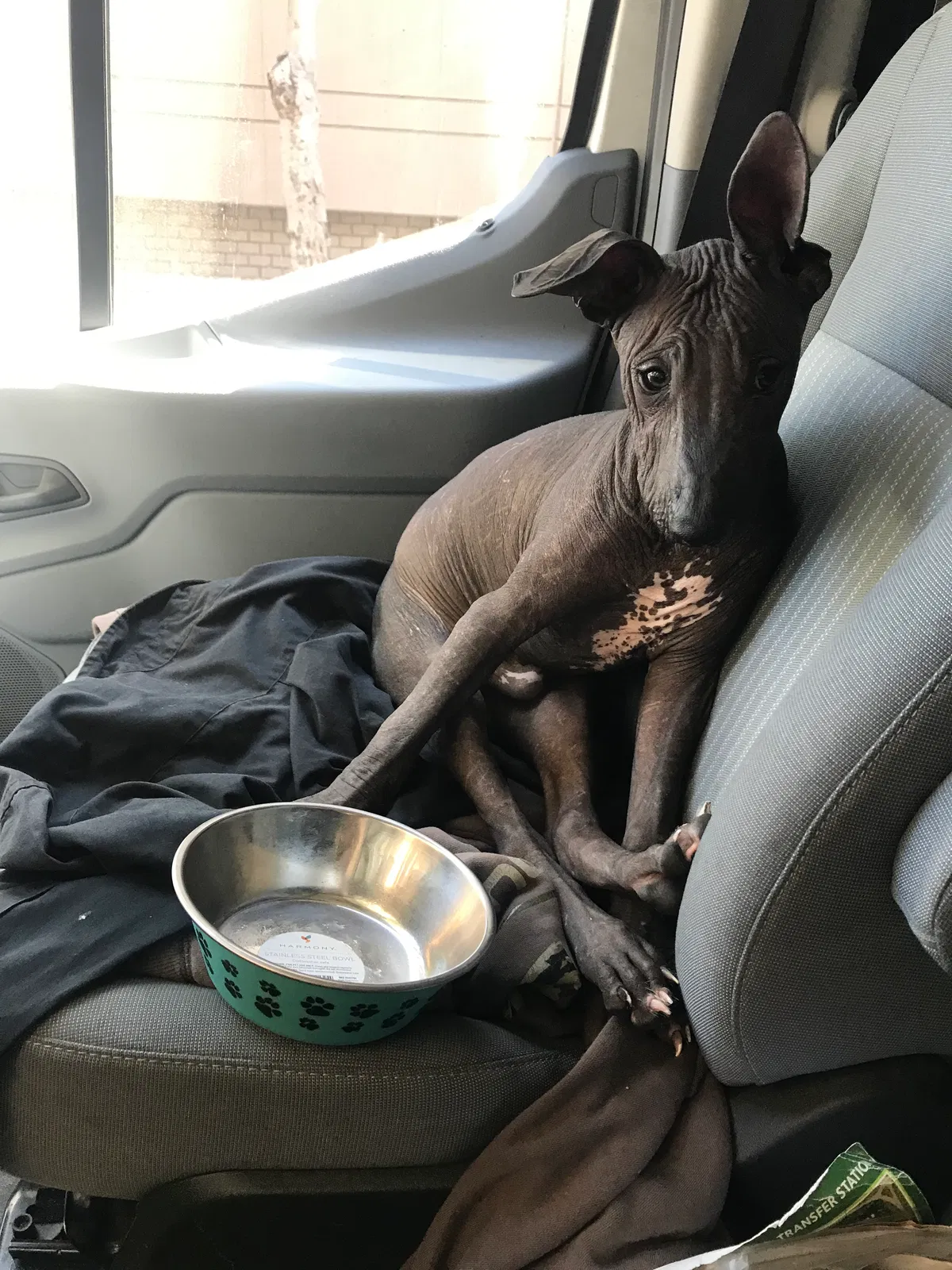 Lost dog in San Leandro, CA, 94577