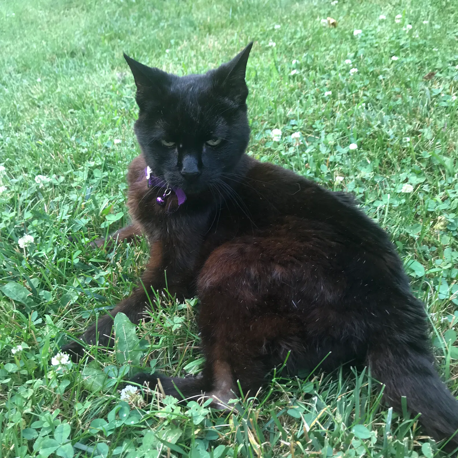 Lost cat in Tannersville, PA, 18372