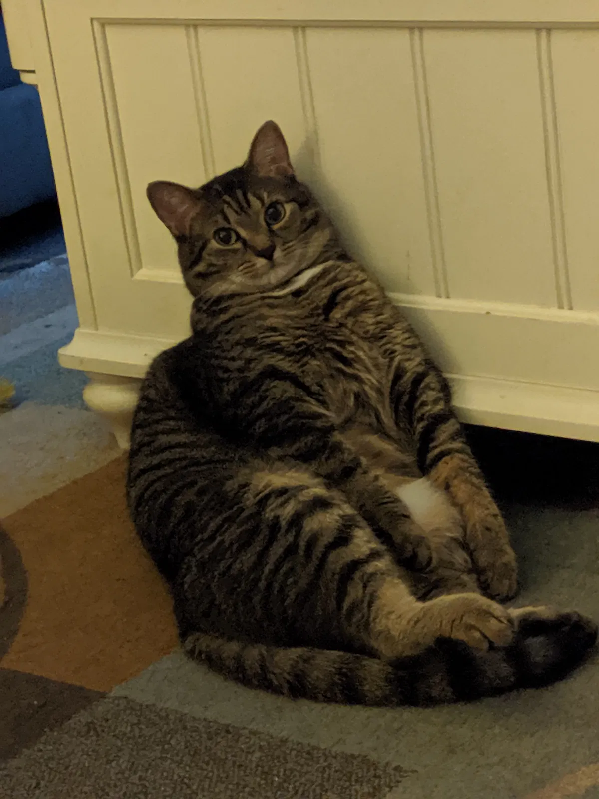 Lost cat in Florence, SC, 29505