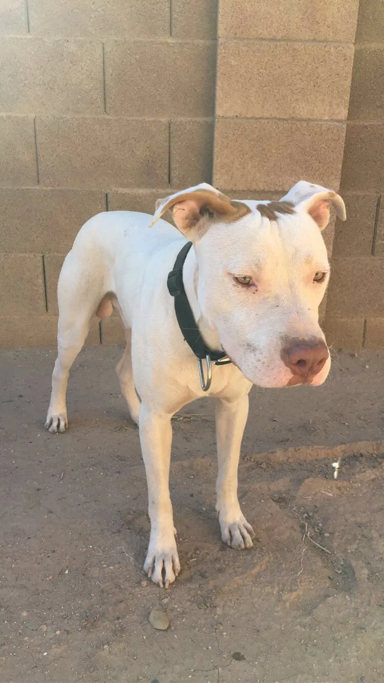Found dog in Maricopa, AZ, 85139