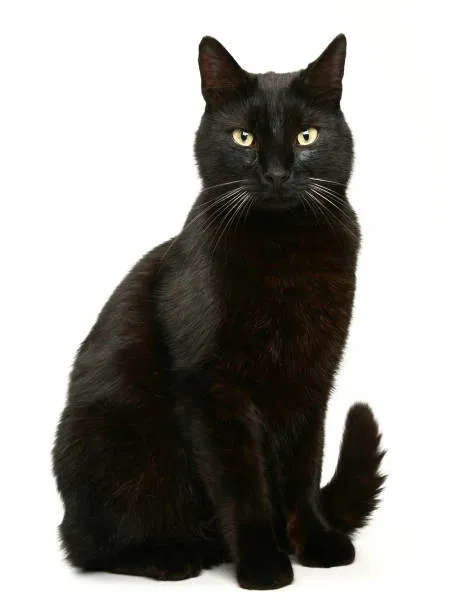 Lost cat in Stockton, CA, 95207