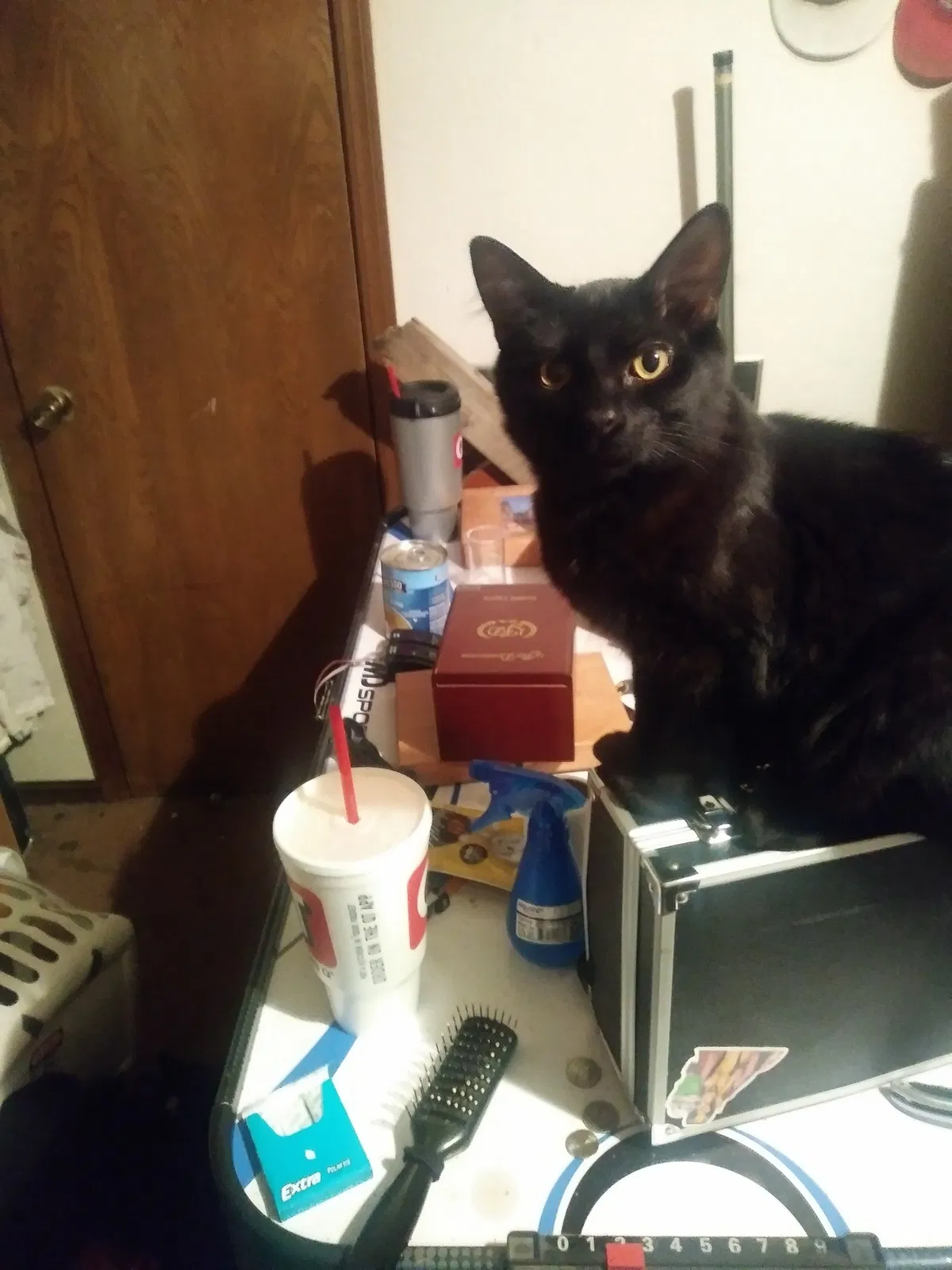 Lost cat in Tulsa, OK, 74133