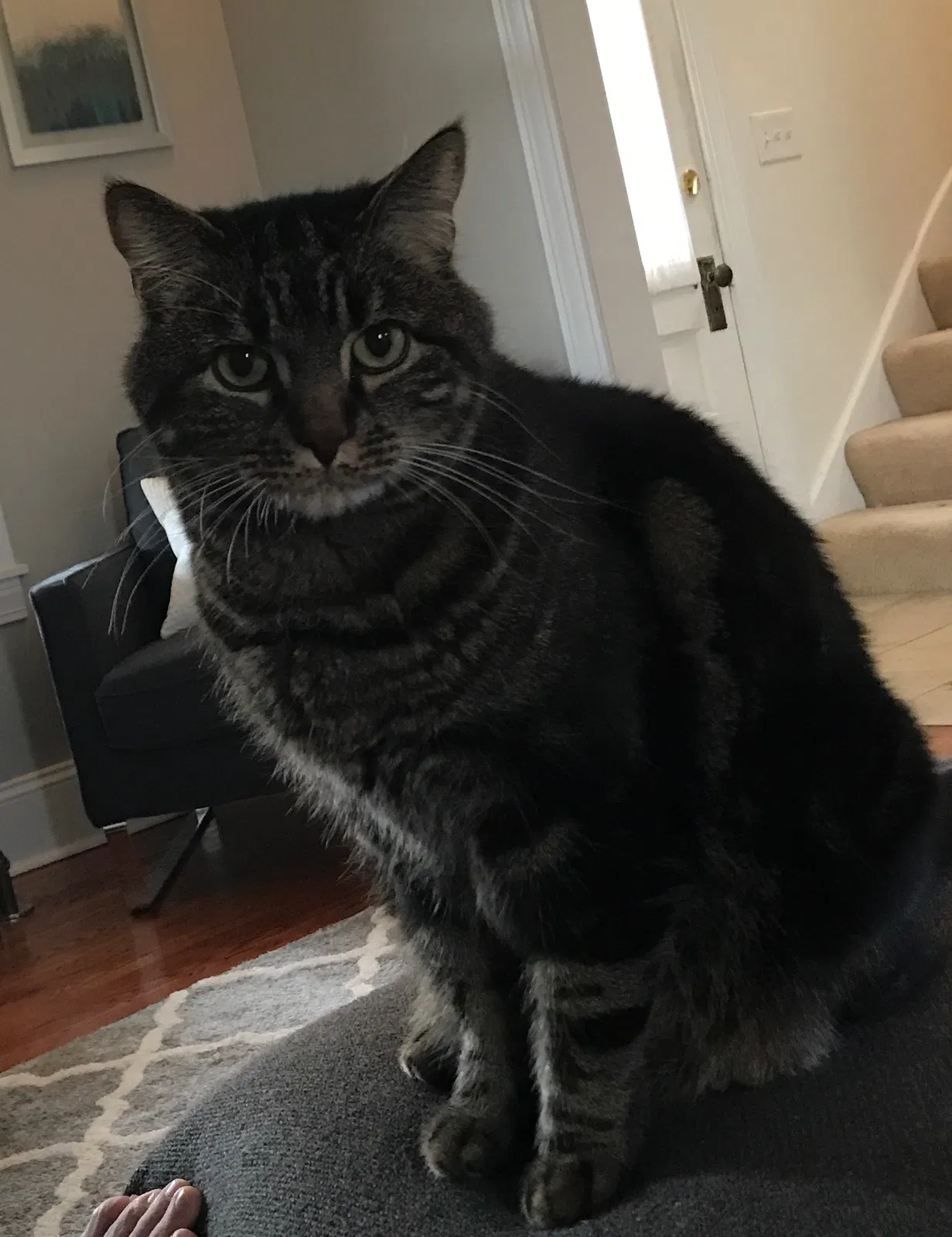 Lost cat in Saint Paul, MN, 55102