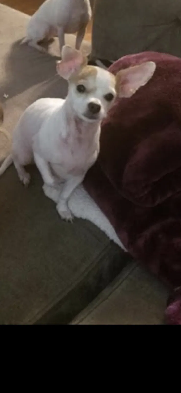 Lost dog in Los Angeles, CA, 90043