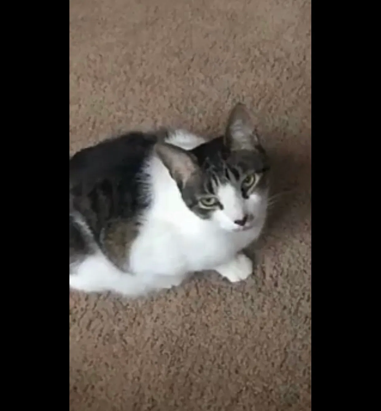 Lost cat in Milwaukee, WI, 53211