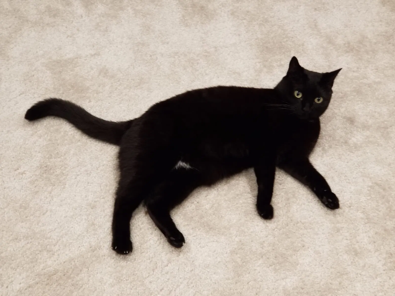 Lost cat in Hyattsville, MD, 20782
