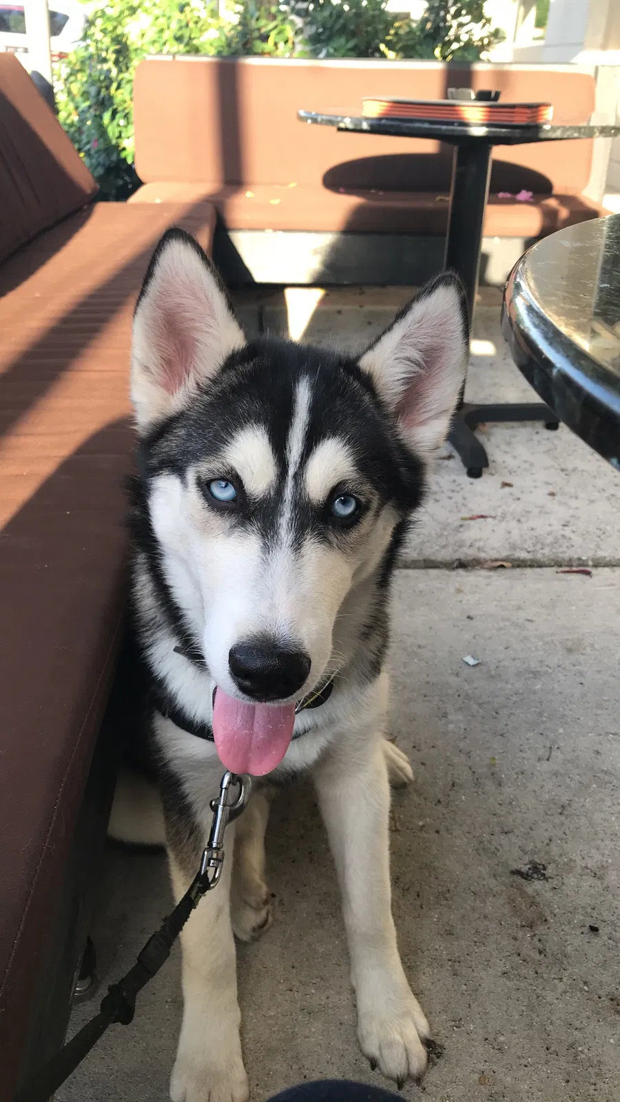 Lost dog in Miami, FL, 33127