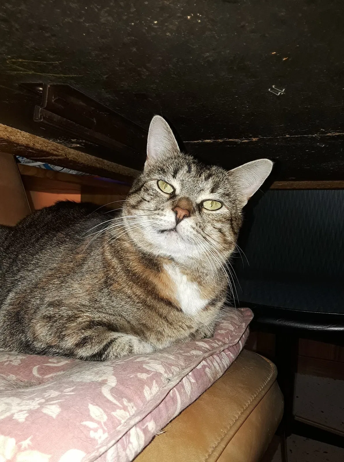 Lost cat in Milwaukee, WI, 53224