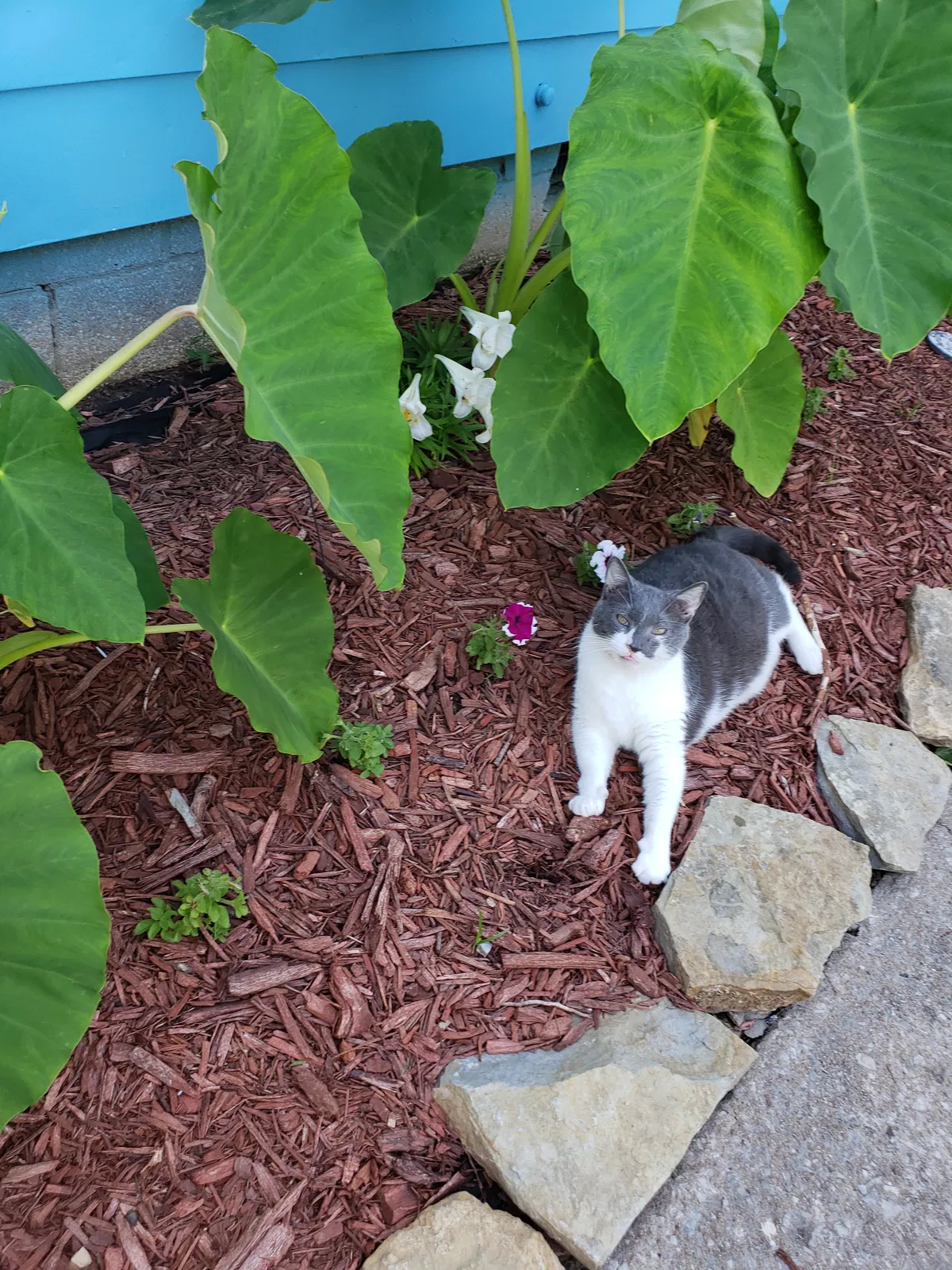 Lost cat in Tulsa, OK, 74115