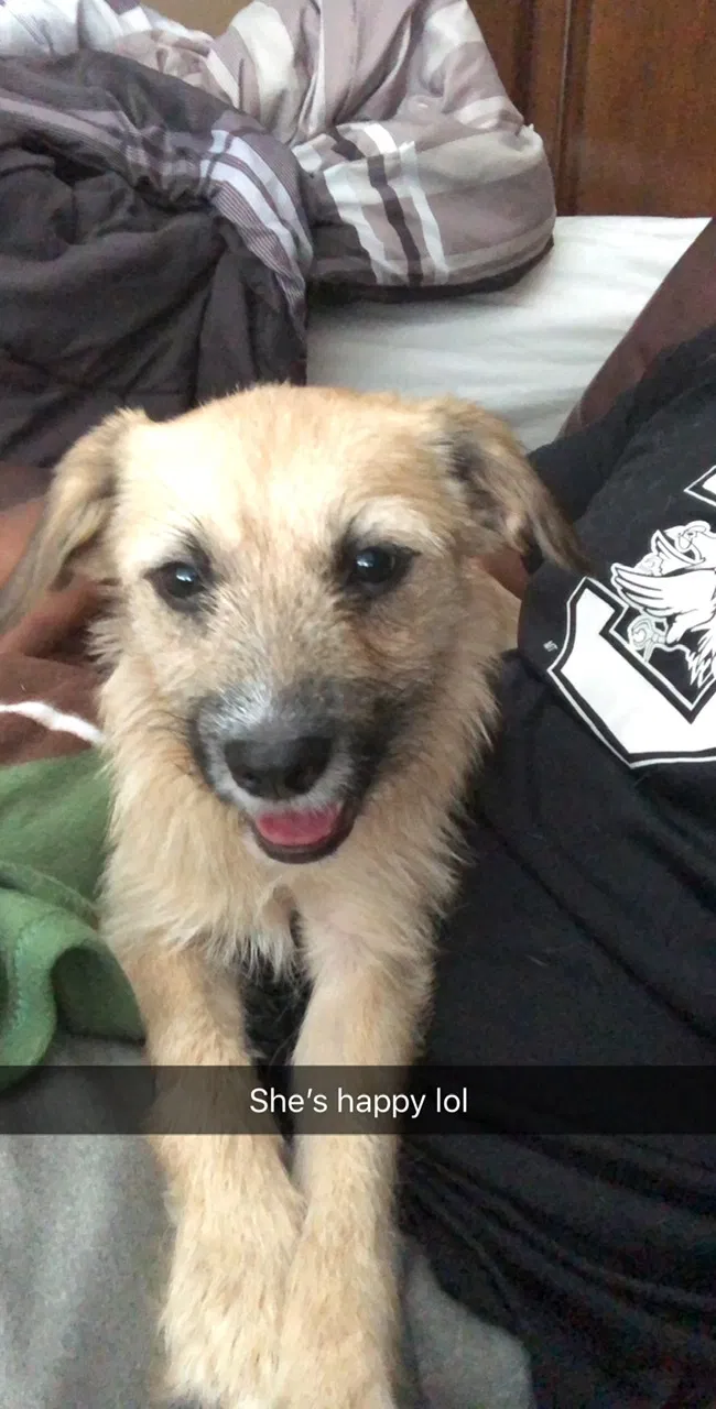 Lost dog in Tulsa, OK, 74104