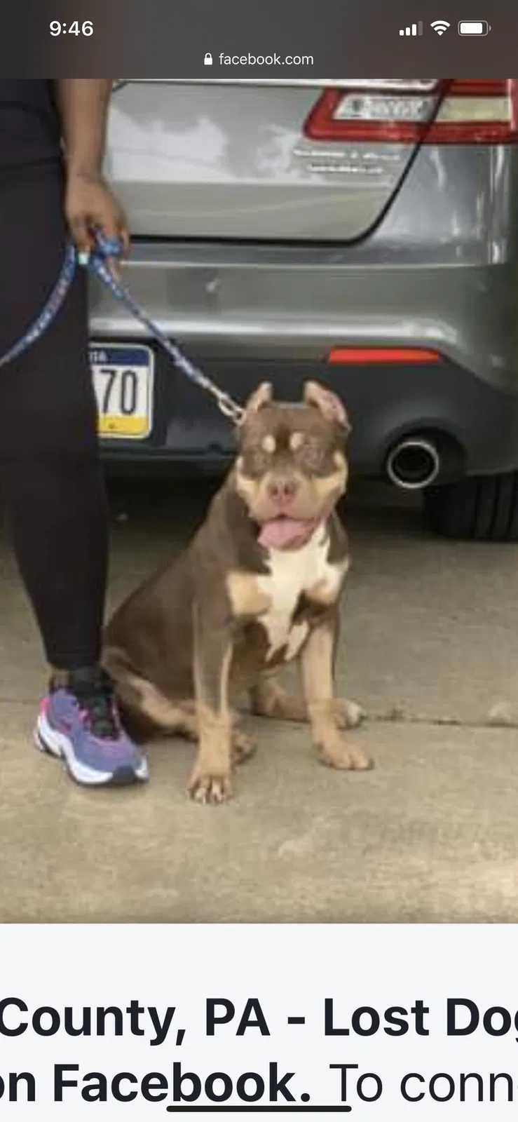 Lost dog in Folcroft, PA, 19032