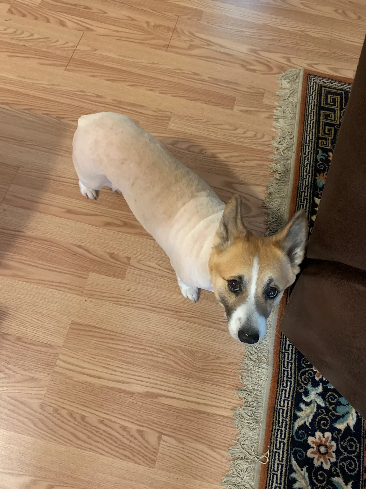 Lost dog in Cordele, GA, 31015