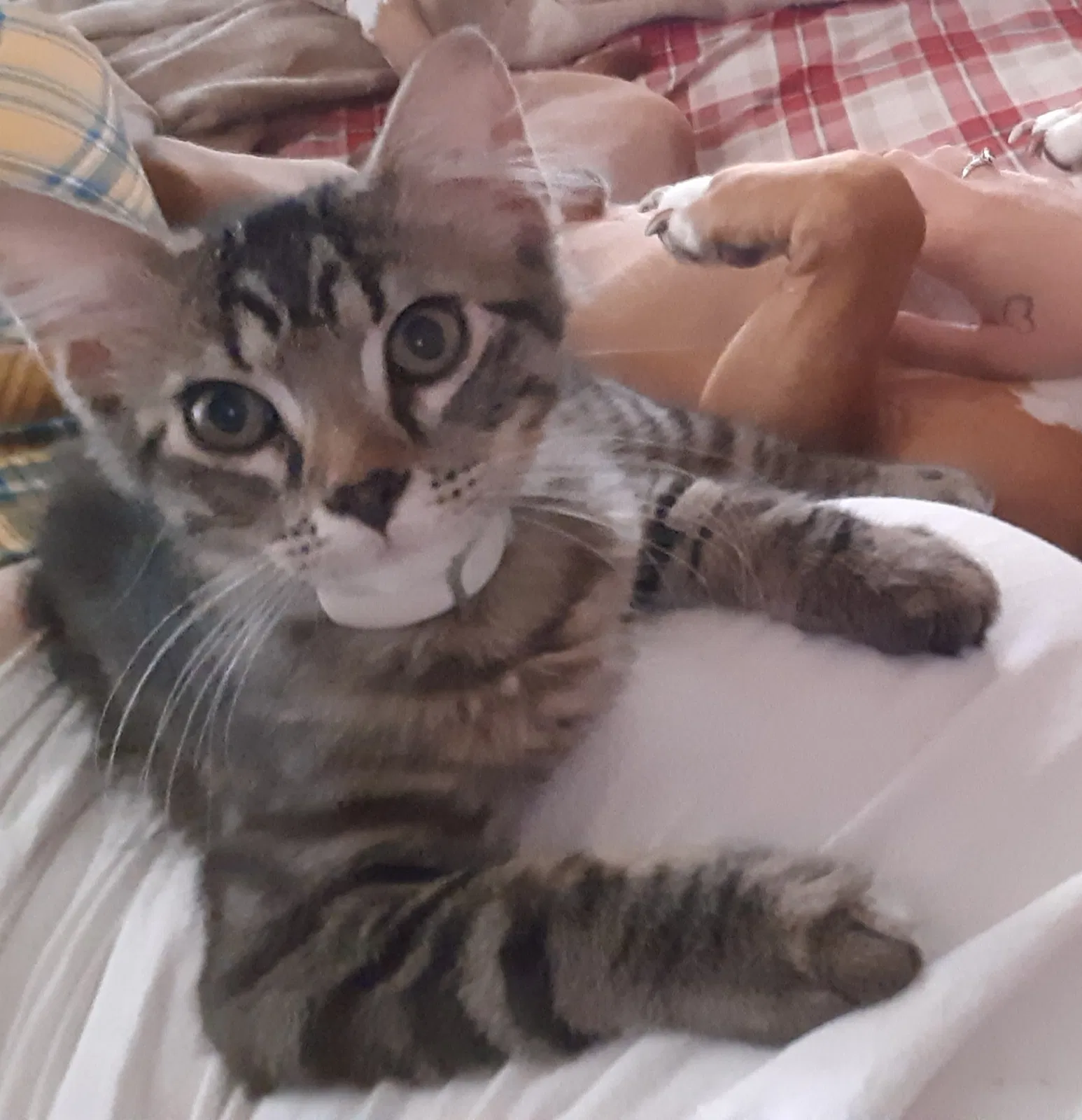 Lost cat in Kansas City, MO, 64123