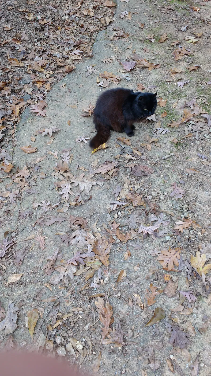 Lost cat in Athens, GA, 30606
