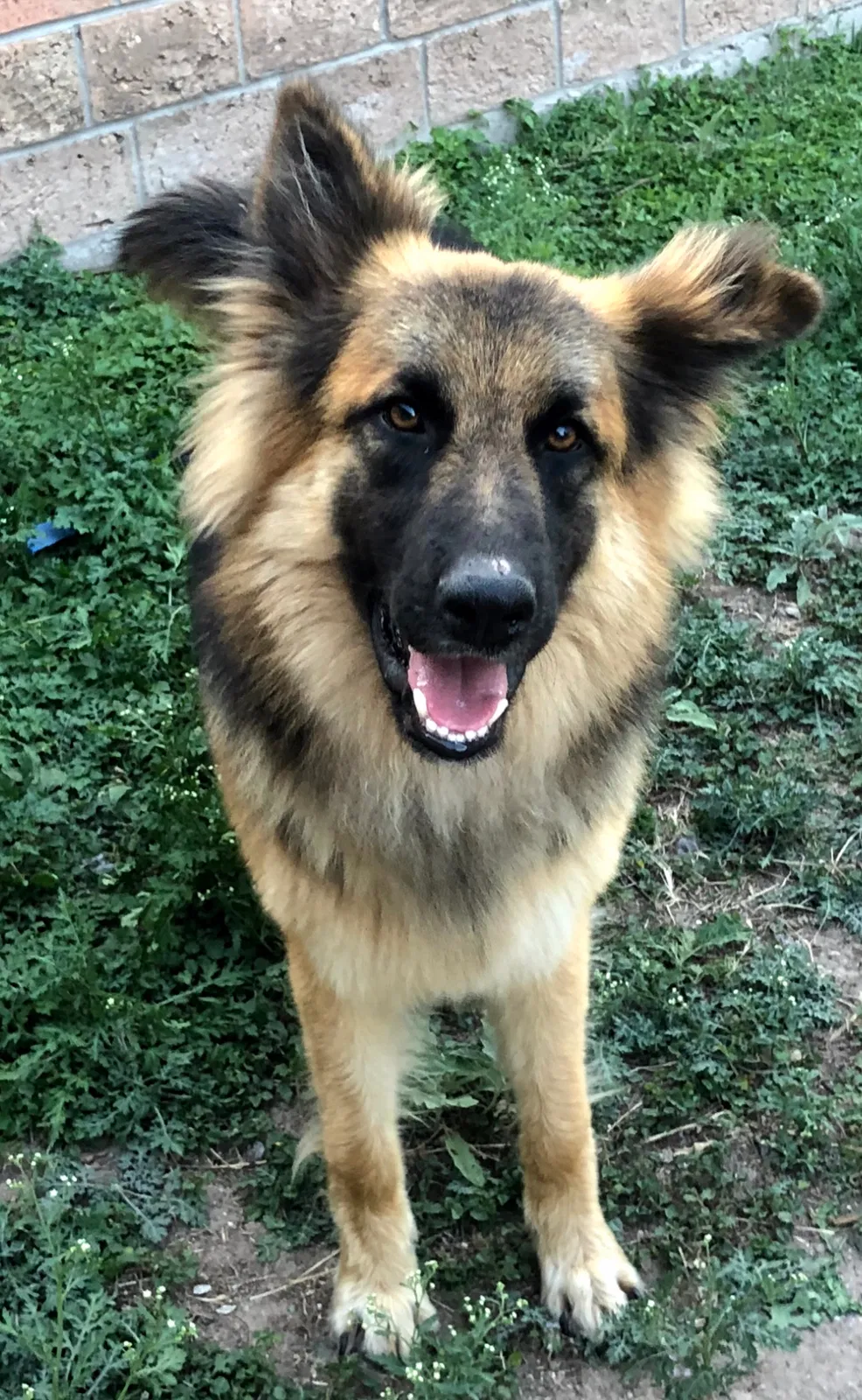 Lost dog in Mission, TX, 78573