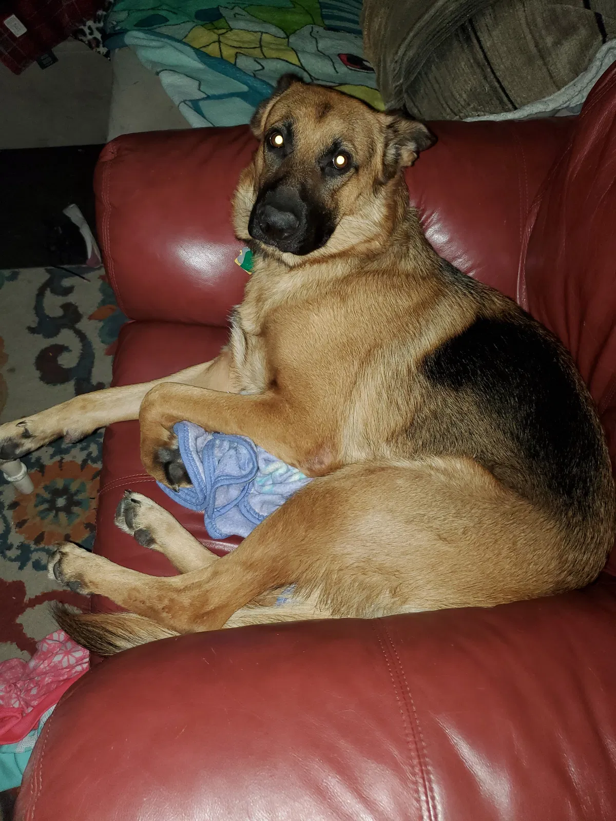 Lost dog in Acworth, GA, 30101