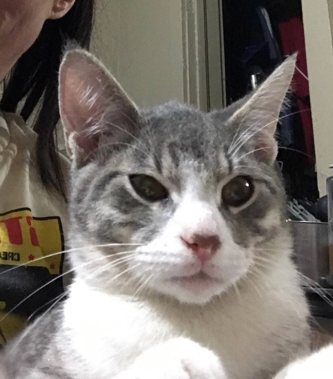 Lost cat in Tulsa, OK, 74127