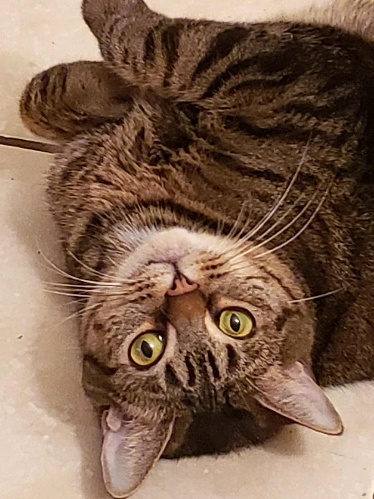 Lost cat in Saint Petersburg, FL, 33705